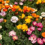 Fleurs - Eschscholtzia de Californie Ballerine Varié - face recto